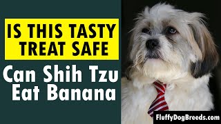 Can Shih Tzu Eat Banana: Is This Tasty Treat Safe