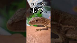 ヘラクレス幼虫の土変え中のハプニング