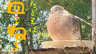 【鳥の餌台】接写すると見えてくる、鳥たちのおかしな行動