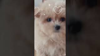 【走ってくる子犬】子犬が走ってくるだけの動画 #shorts #可愛いわんこ #トイプードル #癒し #子犬 #わんこ #ペキニーズ #癒し動画 #かわいい犬