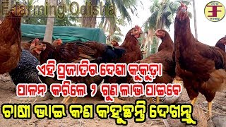 Discussion with a farmer (vanaraja chicken farming in odisha) ବନରାଜ କୁକୁଡ଼ା ପାଳନ  ।