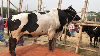 Giant Australian Bulls shown up in Paragram Haat