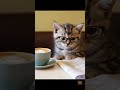 Cat reading the newspaper during coffee break #caturday #coffeebreak #catcoffee #coffeeandcats