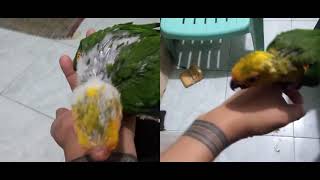 Jenday Conure Growth Stage