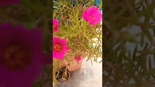 #happiness with flower/vlog with ritu/mrs ritu malik