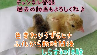 色変わりうずら 孵化から数時間後　うずらちゃん初めてのしらす体験