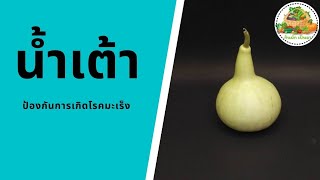 ประโยชน์ของน้ำเต้า | Bottle gourd | กินผักเป็นยา