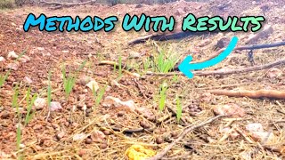 The Ancient Practices That Turn Sand To Living Soil