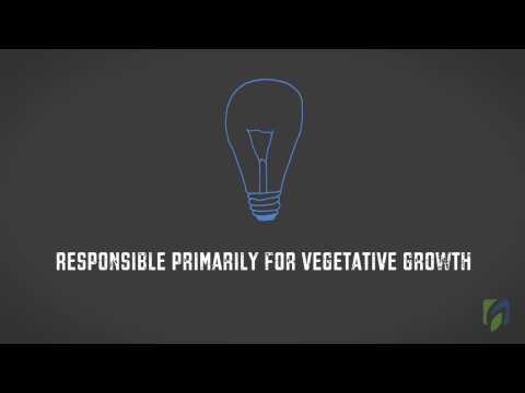 The effect of light on plant growth The effect of light on plant growth