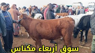 سوق الأربعاء مكناس 26/2/2025 أثمنة العجلة الكسابية وديال التسمين وبقرات والدات وضارات والعجل فرجة مم