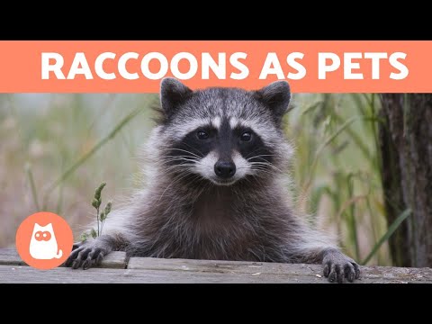 What Do Raccoons Like To Eat? - Diet For Wild And Pet Raccoons