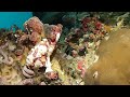 カエルアンコウ特集♪　ボホールダイビング frogfish special feature♪ bohol diving