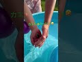 水遊び中、なんかつかまえた😆笑 shorts 水遊び