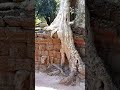 angkor temples fascinating cambodia ប្រាសាទ ស្រស់ស្អាត អង្គរ angkor cambodia​ siemreap temple