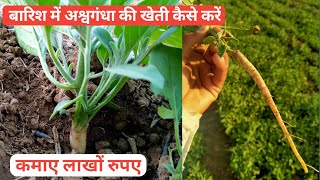 बारिश में करे अश्वगंधा की खेती,ashwagandha ki kheti kaise Kare,#agriculturebusiness @skagriculture