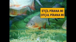 Etçil Pirana mı Otçul Pirana mı