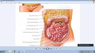 [SĐH-CKI-YHN2022] Giải phẫu Ổ BỤNG (RUỘT NGON-RUỘT GIÀ)