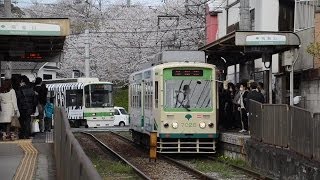 都電荒川線②　飛鳥山－王子駅　（飛鳥山の桜）