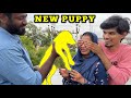 SURPRISING PAMI with a NEW PUPPY