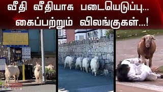 மக்கள் நடமாட்டம் இல்லாத வீதிகளை கைப்பற்றிய விலங்குகள் | Animals taking-over | Lockdown | Curfew