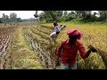 Village Life | Paddy cutting in village