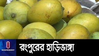 হাড়িভাঙ্গার দামে খুশি চাষীরা || Rangpur Harivanga