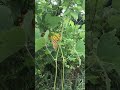 the vine that ate the north kudzu in pa