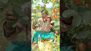 Amazing Apple Ber Harvesting #shorts #short #shortvideo