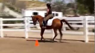 Jabar aka Lockt n Loaded - Arabian Dressage Schoolmaster * For Sale *