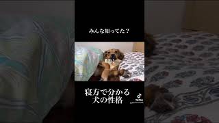 横向きで寝る犬の性格は○○○です。 #shorts