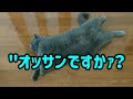 人間のような寝方をするムッちゃん（ブリティッシュ） ＃猫＃ブリティッシュ