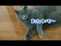 人間のような寝方をするムッちゃん（ブリティッシュ） ＃猫＃ブリティッシュ