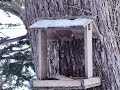 【live】北海道の生き物観察（札幌郊外の餌場）