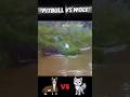 Wolf vs Pitbull #trending #animals #wolf #vs #pitbull #dog #wildlife #youtubeshorts #viralvideo