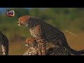 the diversity of life on the vast african grasslands.