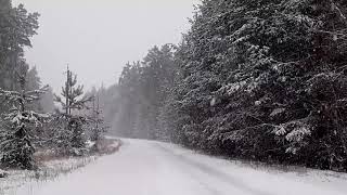 Зима.Лес.Дорога.Падающий снег.Звуки сильного арктического ветра.