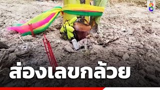 กล้วยประหลาด แทงปลีเหนือดิน 40 ซม. | ข่าวช่อง8