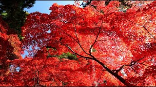 紅葉鮮やか信州の清水寺・4K