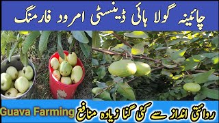 High Density Guava farming in Pakistan | China Gola Amrood ki kasht | امرود فارمنگ