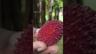 റംബുട്ടാൻ അല്ലിത് ,പുലാസാൻ Pulasan Kerala #fruitsplants #farmingkerala