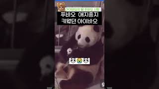 푸바오 애지중지 키운 아이바오 #shorts