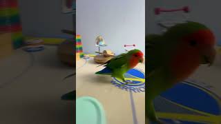 Bird Training : Smart lovebird Parrot | Smart Little Cute Parrot #training #smartparrot #cute