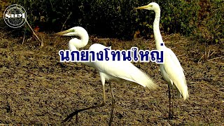 นกยางโทนใหญ่