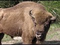 Variation in animal life in the Dutch dunes