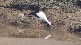 1050211基隆河南港段水域東方白鸛覓食1