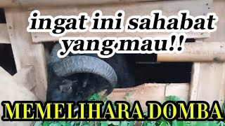 BEBERAPA SYARAT YANG HARUS KITA SIAPKAN UNTUK MULAI MEMELIHARA DOMBA