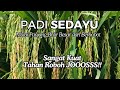 PADI SEDAYU MANTAP, JOSS‼️👍🌾.