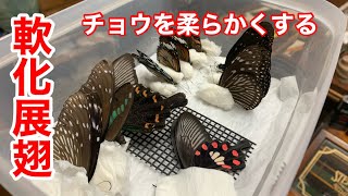 【昆虫標本】冷凍庫で固まった蝶を柔らかくして翅を整える方法【軟化展翅】