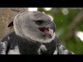 Predator Vs Prey The Eagles Battling For Survival In Open Skies  White-Tailed Eagle Documentary