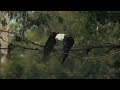 Predator Vs Prey The Eagles Battling For Survival In Open Skies  White-Tailed Eagle Documentary
